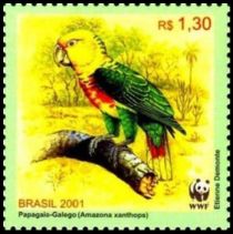 Yellow-faced Parrot (Amazona xanthops)