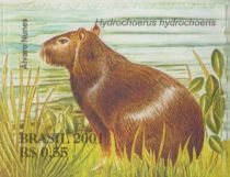 Greater Capybara (Hydrochoerus hydrochaeris)