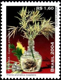 Aromatic plants - Priprioca (Cyperus articulatus)