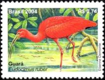 Scarlet Ibis (Eudocimus ruber)