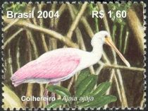 Roseate Spoonbill (Ajaia ajaja)