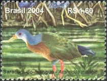 Little Wood Rail (Aramides mangle)