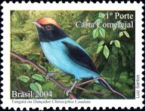 Swallow-tailed Manakin (Chiroxiphia caudata)