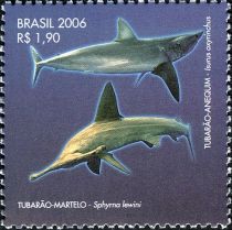 Shortfin Mako Shark (Isurus oxyrhynchus)