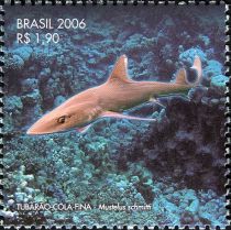 Narrownose Smooth-hound (Mustelus schmitti)