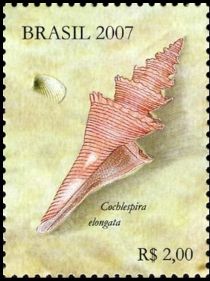 Sea Snail (Cochlespira elongata)