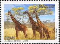 Giraffe (Giraffa camelopardalis)