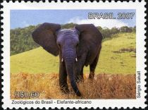 African Elephant (Loxodonta africana)