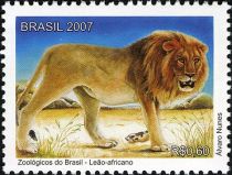 Lion (Panthera leo)