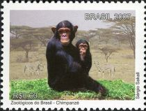 Chimpanzee (Pan troglodytes)