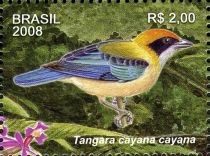 Burnished-buff Tanager (Tangara cayana cayana)