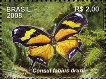 Butterfly (Consul fabius drurii)