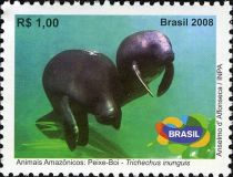 Amazonian Manatee (Trichechus inunguis)