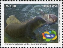 Neotropical Otter (Lontra longicaudis)