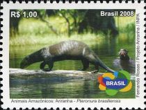 Giant Otter (Pteronura brasiliensis)