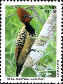 Kaempfer's Woodpecker (Celeus obrieni)