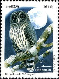 Mottled Owl (Strix virgata)