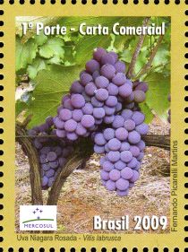 Grapes (Vitis labrusca)