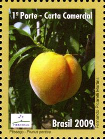 Peach (Prunus persica)