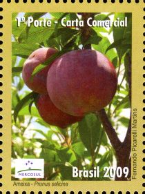 Plum (Prunus salicina)