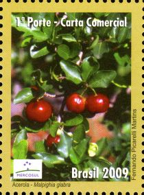 Acerola or Cherries (Malpighia glabra)