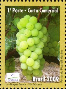 Grapes (Vitis labrusca)