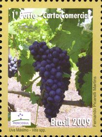 Uva or Grapes (Vitis sp.)