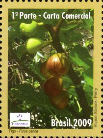 Figo or Figs (Ficus carica)