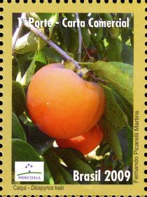 Caqui or Persimmon (Diospyros kaki)