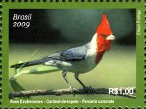 Red-crested Cardinal (Paroaria coronata)