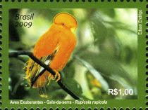 Guianan Cock-of-the-rock (Rupicola rupicola)