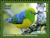 Blue-naped Chlorophonia (Chlorophonia cyanea)