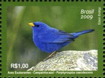 Blue Finch (Porphyrospiza caerulescens)