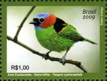 Red-necked Tanager (Tangara cyanocephala)