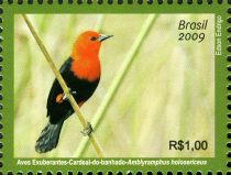 Scarlet-headed Blackbird (Amblyramphus holosericeus)