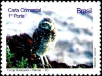 Burrowing Owl (Athene cunicularia)