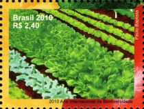 Canteiro orgânico de verduras folhosas