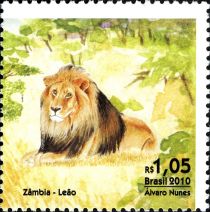 Lion (Panthera leo)