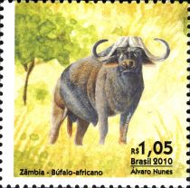 African Buffalo (Syncerus caffer)