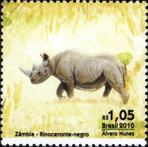 Black Rhinoceros (Diceros bicornis)