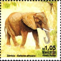 African Elephant (Loxodonta africana)