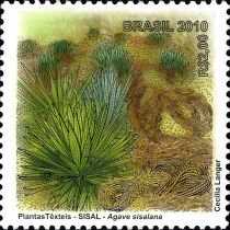 Sisal (Agave sisalana)