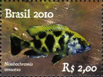 Giraffe Cichlid (Nimbochromis venustus)