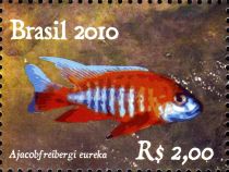 Fairy Cichlid (Aulonocara jacobfreibergi)