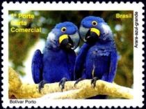 Hyacinth Macaw (Anodorhynchus hyacinthinus)