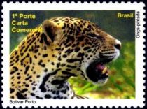 Jaguar (Panthera onca)