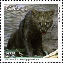 Jaguarundi (Puma yagouaroundi)