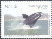 Southern Right Whale (Eubalaena australis)