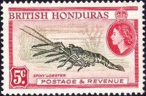 Spiny Lobster (Panulirus argus)