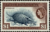 Nine-banded Armadillo (Dasypus novemcinctus.)